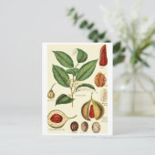 ヴィンテージナツメグイラストレーションはがきレシピカード ポストカード (スタンド正面)