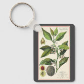 ヴィンテージナツメグ植物果実種子、食品薬草スパイス キーホルダー (正面)