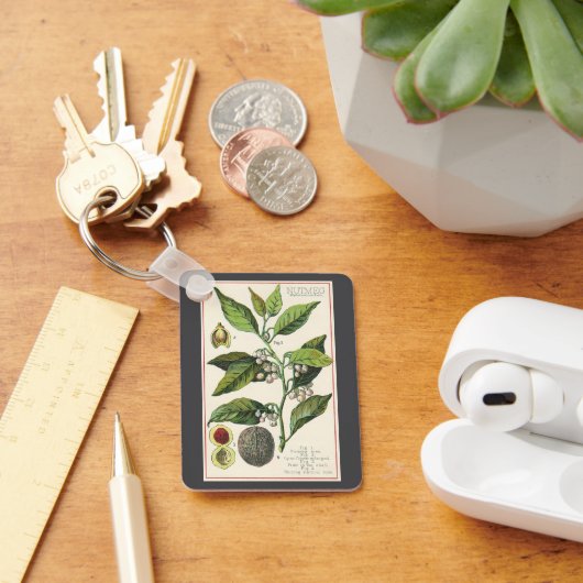 ヴィンテージナツメグ植物果実種子、食品薬草スパイス キーホルダー (デスク)