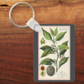 ヴィンテージナツメグ植物果実種子、食品薬草スパイス キーホルダー (正面)