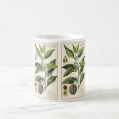 ヴィンテージナツメグ植物果実種子、食品薬草スパイス コーヒーマグカップ (中央)