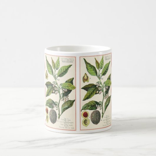 ヴィンテージナツメグ植物果実種子、食品薬草スパイス コーヒーマグカップ (中央)