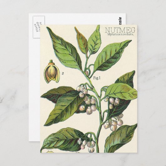 ヴィンテージナツメグ植物果実種子、食品薬草スパイス ポストカード (正面/裏面)