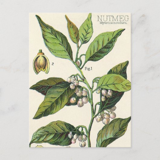 ヴィンテージナツメグ植物果実種子、食品薬草スパイス ポストカード (正面)