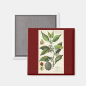 ヴィンテージナツメグ植物果実種子、食品薬草スパイス マグネット (正面/裏面)