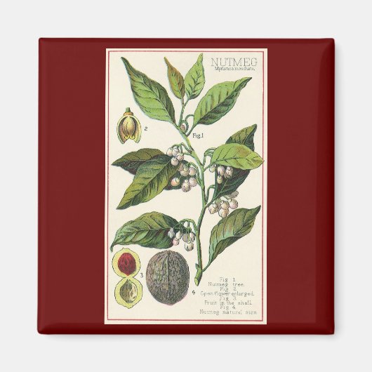 ヴィンテージナツメグ植物果実種子、食品薬草スパイス マグネット (正面)