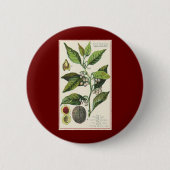 ヴィンテージナツメグ植物果実種子、食品薬草スパイス 缶バッジ (正面)