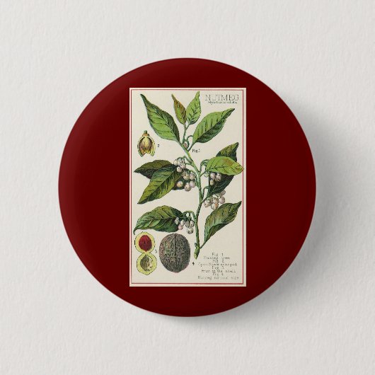 ヴィンテージナツメグ植物果実種子、食品薬草スパイス 缶バッジ (正面)