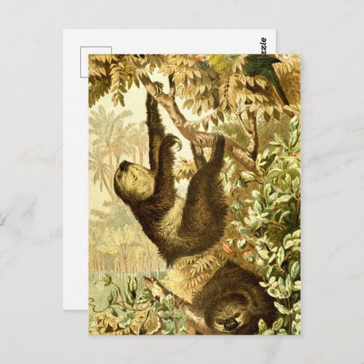 ヴィンテージナマケモノとオウム ポストカード (正面/裏面)