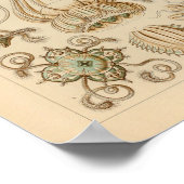 ヴィンテージナルコメドゥサエカラーエルンストヘッケルプリント ポスター (角)