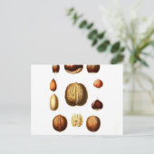 ヴィンテージヌッツボタニカルプリント ポストカード (スタンド正面)