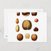 ヴィンテージヌッツボタニカルプリント ポストカード (正面/裏面)