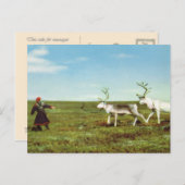 ヴィンテージノルウェー、ラプランド、トナカイを持つSami ポストカード (正面/裏面)