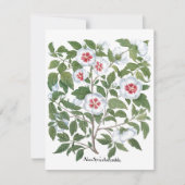 ヴィンテージハイビスカスフラワーズバイバシリウスベスラー (正面)