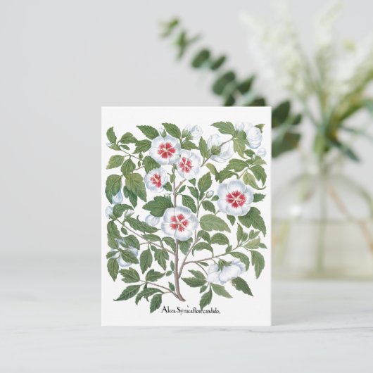 ヴィンテージハイビスカスフラワーズバイバシリウスベスラー (スタンド正面)