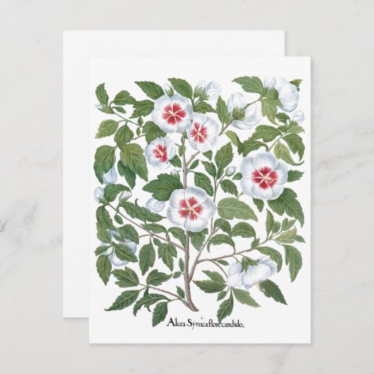 ヴィンテージハイビスカスフラワーズバイバシリウスベスラー (正面/裏面)