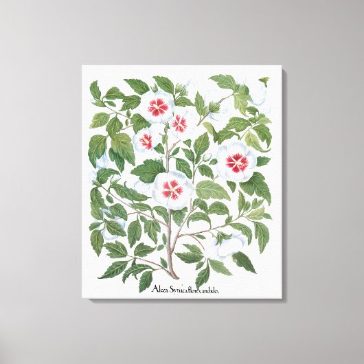 ヴィンテージハイビスカスフラワーズバイバシリウスベスラー キャンバスプリント (正面)