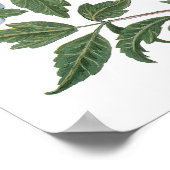 ヴィンテージハイビスカスフラワーズバイバシリウスベスラー ポスター (角)