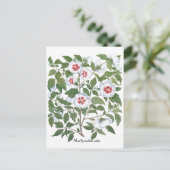 ヴィンテージハイビスカスフラワーズバイバシリウスベスラー ポストカード (スタンド正面)