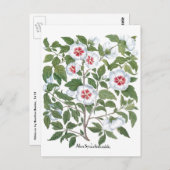 ヴィンテージハイビスカスフラワーズバイバシリウスベスラー ポストカード (正面/裏面)