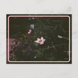 ヴィンテージハイビスカスポストカード ポストカード