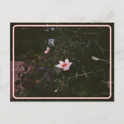 ヴィンテージハイビスカスポストカード ポストカード (正面)
