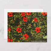 ヴィンテージハイビスカス，マイアミ，フロリダ旅行はがき ポストカード (正面/裏面)