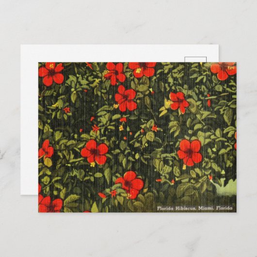 ヴィンテージハイビスカス，マイアミ，フロリダ旅行はがき ポストカード (正面/裏面)