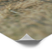 ヴィンテージハイランド牛の写真 ポスター (角)