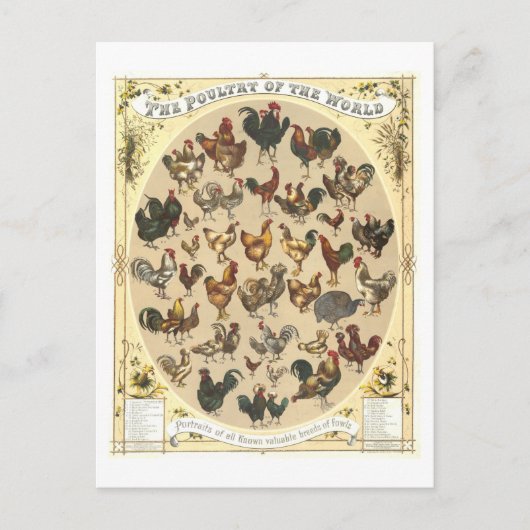 ヴィンテージハガキ ポストカード (正面)