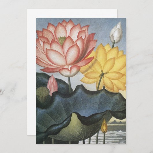 ヴィンテージハスの花エジプトの神聖な豆 (正面/裏面)