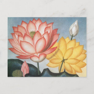 ヴィンテージハスの花エジプトの神聖な豆 ポストカード