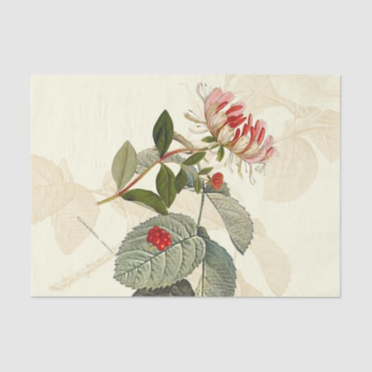 ヴィンテージハニーサックル 薄葉紙 (正面)