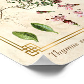 ヴィンテージハバルイラスト野生タイム植物学 ポスター (角)