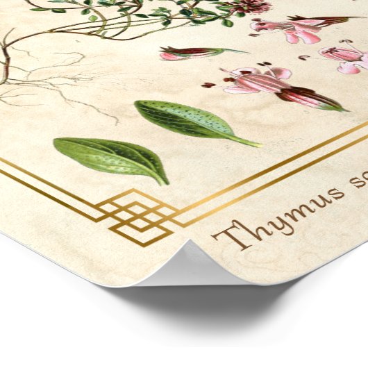 ヴィンテージハバルイラスト野生タイム植物学 ポスター (角)