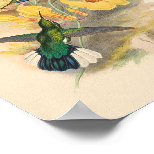 ヴィンテージハミングバーズアートバードプリント花 ポスター (角)