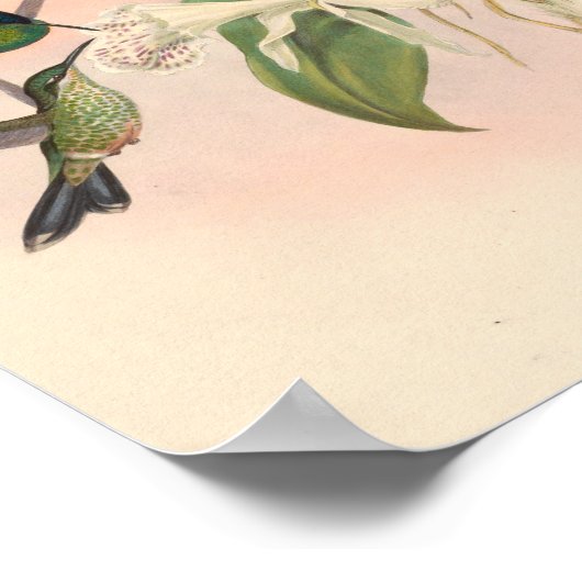 ヴィンテージハミングバーズアートバードプリント花 ポスター (角)