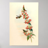 ヴィンテージハミングバーズアートバードプリント花 ポスター (正面)