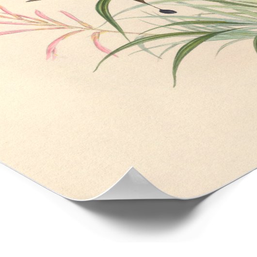 ヴィンテージハミングバーズアートバードプリント花 ポスター (角)