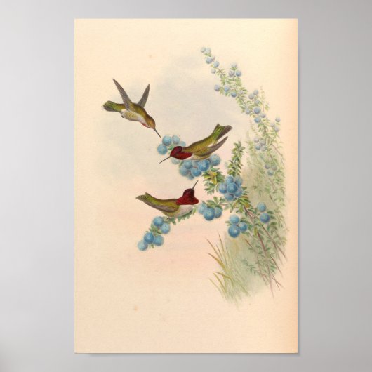 ヴィンテージハミングバーズアートバードプリント花 ポスター (正面)