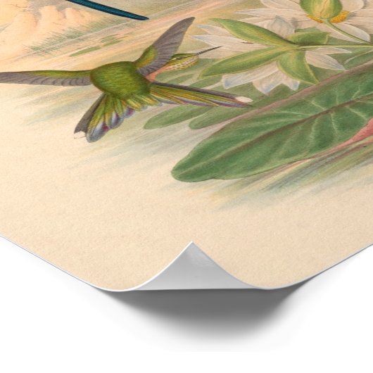 ヴィンテージハミングバーズアートバードプリント花 ポスター (角)