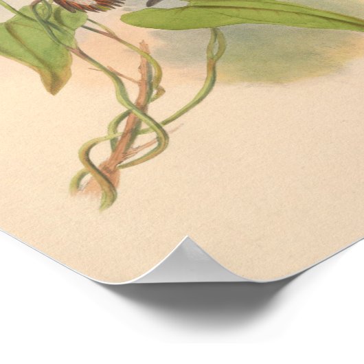 ヴィンテージハミングバーズアートバードプリント花 ポスター (角)