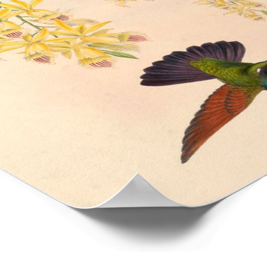 ヴィンテージハミングバーズアートバードプリント花 ポスター (角)