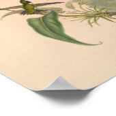 ヴィンテージハミングバーズアートバードプリント花 ポスター (角)