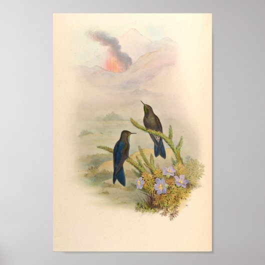 ヴィンテージハミングバーズアートバードプリント花 ポスター (正面)