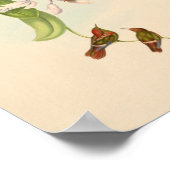 ヴィンテージハミングバーズアートバードプリント花 ポスター (角)