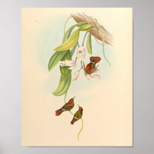 ヴィンテージハミングバーズアートバードプリント花 ポスター (正面)