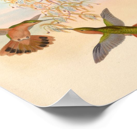 ヴィンテージハミングバーズアートバードプリント花 ポスター (角)