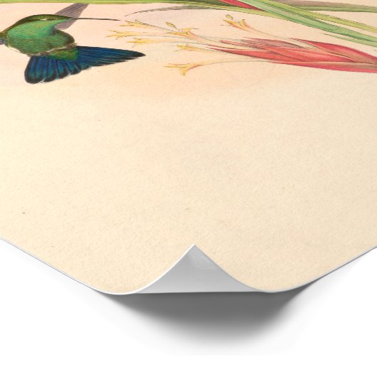 ヴィンテージハミングバーズアートバードプリント花 ポスター (角)