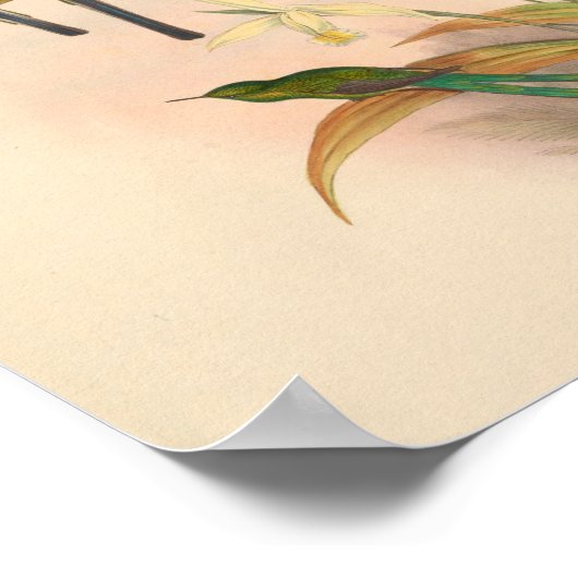 ヴィンテージハミングバーズアートバードプリント花 ポスター (角)